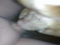Animal sex clips of amateur beastiality